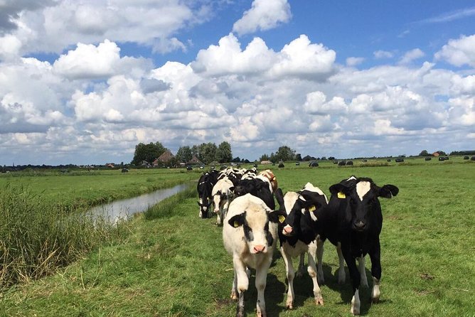 Amsterdam's Countryside Half-Day Bike Tour in Small Group - Why Waterland makes a better half-day escape than another city ride