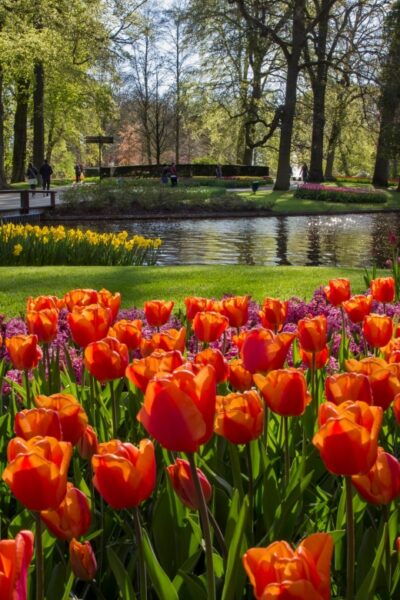 Tour to Keukenhof Gardens with Windmill Cruise