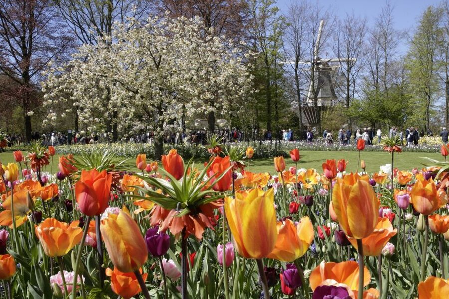 Amsterdam: Tour to Keukenhof Gardens with Windmill Cruise - The 60-minute cruise through the Kaag Lakes area