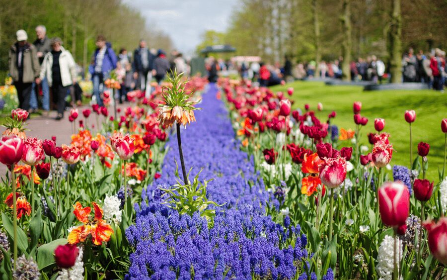Amsterdam: Tour to Keukenhof Gardens with Windmill Cruise - Returning to Amsterdam without a fixed group departure