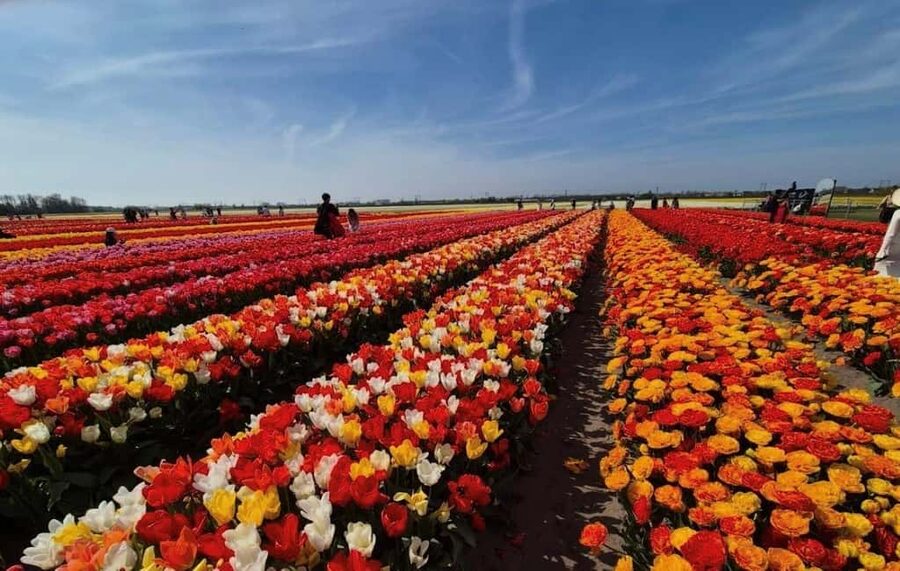 Amsterdam : Tulip Wonderland Tour - Key points to know before booking