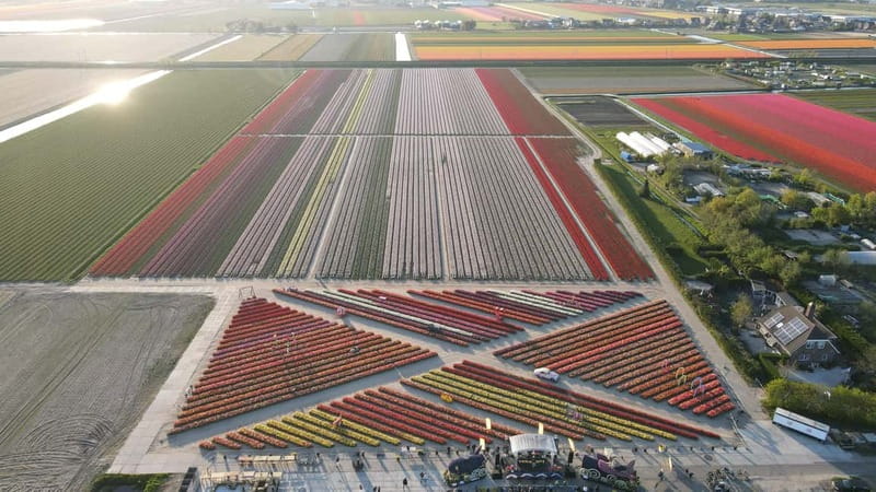 Amsterdam : Tulip Wonderland Tour - Two hours inside the Tulip Barn garden