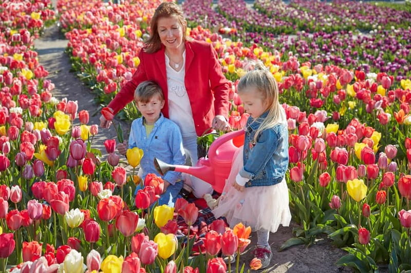 Amsterdam : Tulip Wonderland Tour - Meeting at Market 27 by Amsterdam Noord
