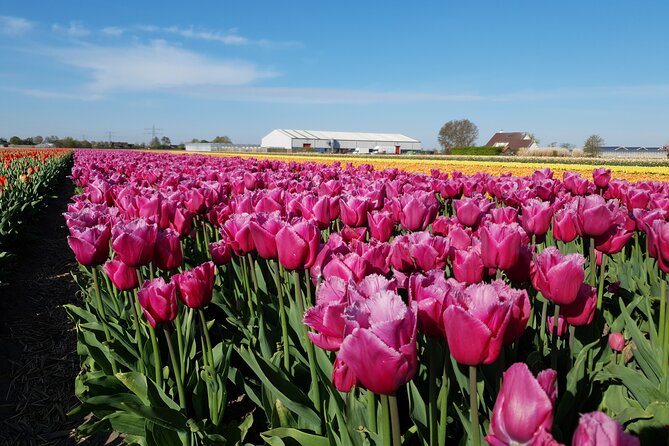 Amsterdam TulipFields of Holland Tour - Leaving Amsterdam for the bulb region
