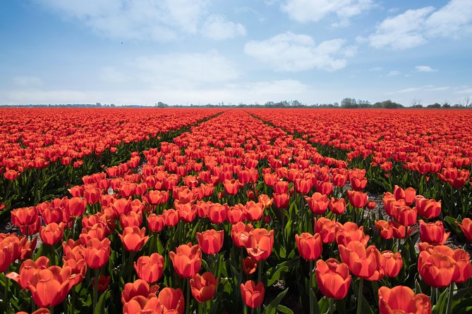 Amsterdam TulipFields of Holland Tour - Photo stops where coaches cannot go