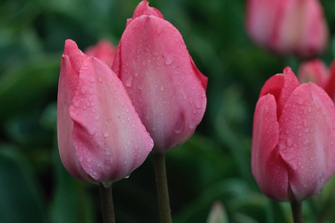 Amsterdam TulipFields of Holland Tour - What Leander adds to the day