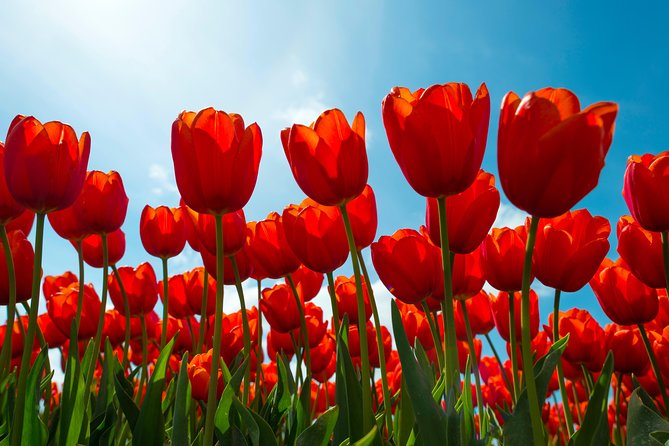 Amsterdam TulipFields of Holland Tour - Food, comfort, and what is not included