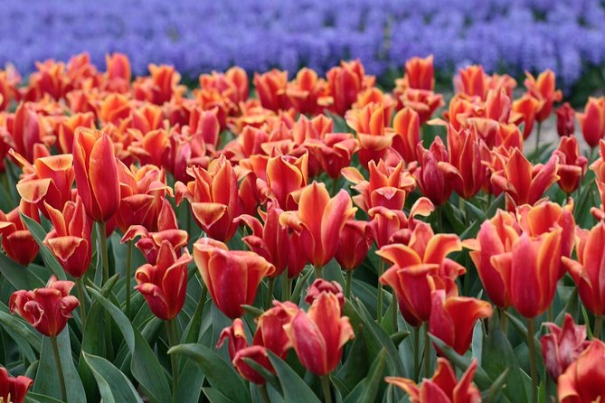 Amsterdam TulipFields of Holland Tour - Is $216.26 a fair price?