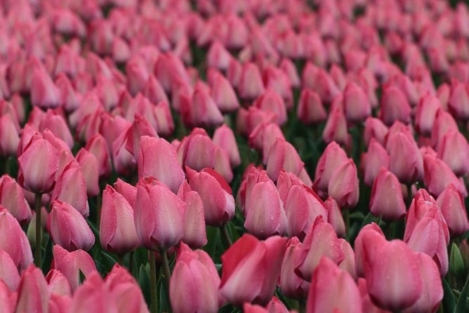Amsterdam TulipFields of Holland Tour - Who should book this tour?