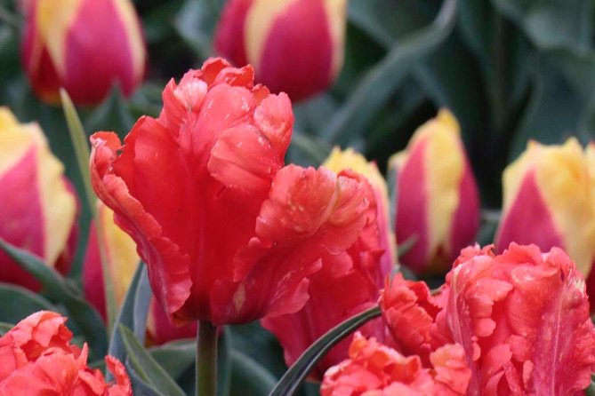 Amsterdam TulipFields of Holland Tour - Two hours at De Tulperij