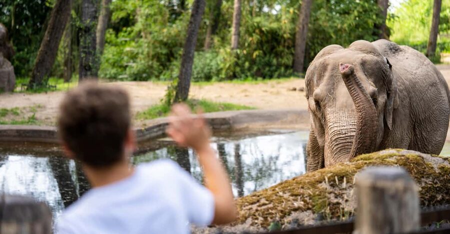 Arnhem: Burgers' Zoo Entry Ticket - Key points to know before you go
