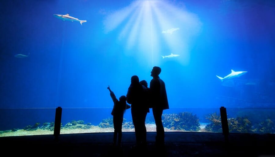 Arnhem: Burgers' Zoo Entry Ticket - Price, parking, and practical value