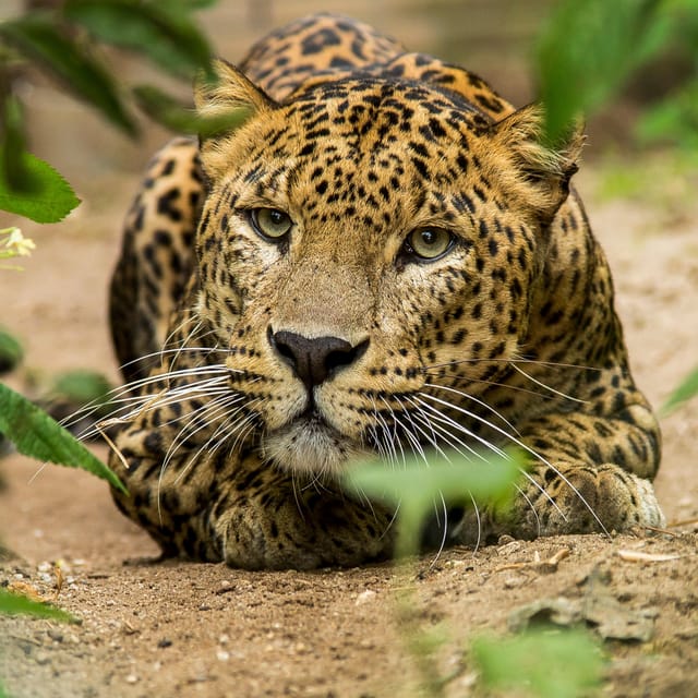 Arnhem: Burgers' Zoo Entry Ticket - The Rimba: a Malay rainforest setting
