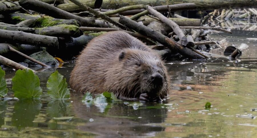 Biesbosch: Boat Cruise through National Park - What you see during the two-hour route