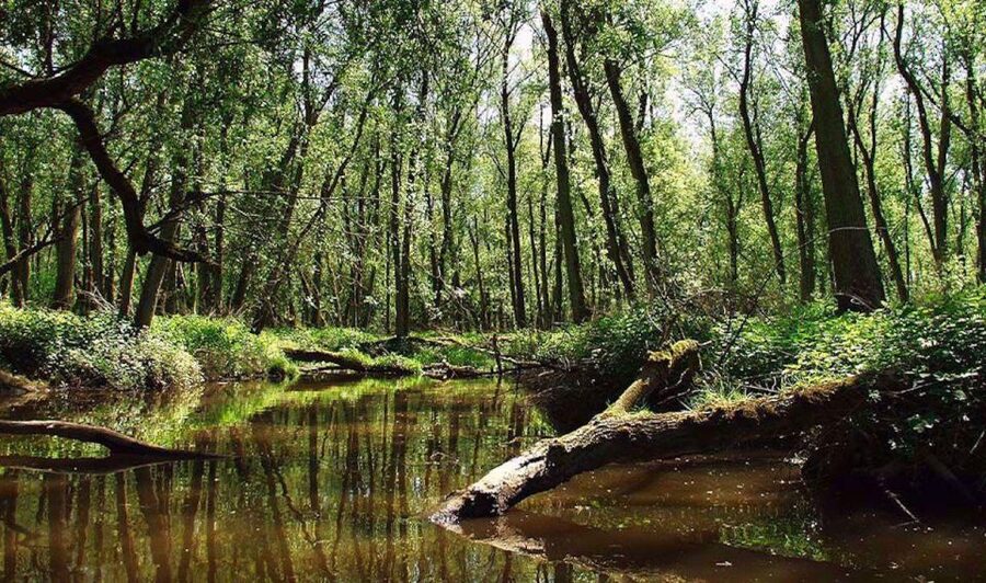 Biesbosch: Boat Cruise through National Park - Commentary and the English-language question