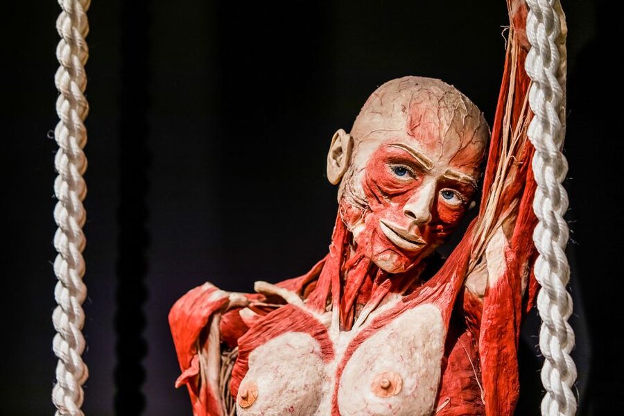 Body Worlds Amsterdam: The Happiness Project Ticket - How long the visit takes and what the ticket is worth