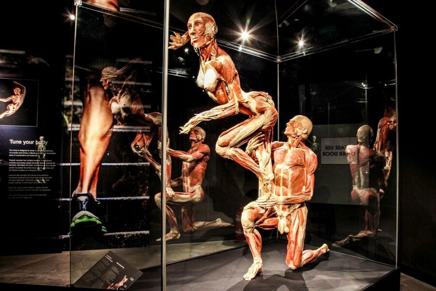Body Worlds Amsterdam: The Happiness Project Ticket - Should you book Body Worlds Amsterdam?
