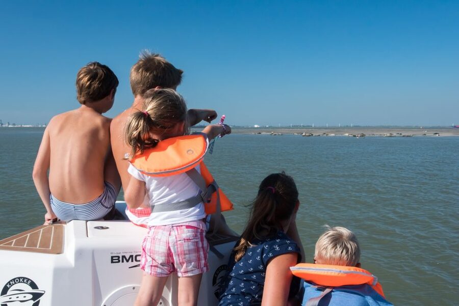 Cadzand: Seal Discovery Boat Tour with Glass of Champagne - Key points to know before you book