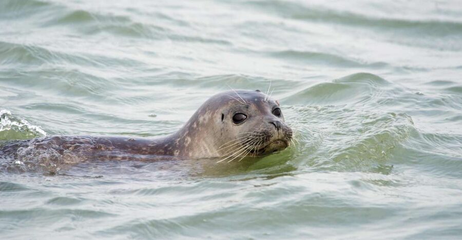 Cadzand: Seal Discovery Boat Tour with Glass of Champagne - Leaving Cadzand Harbor in an Open RIB