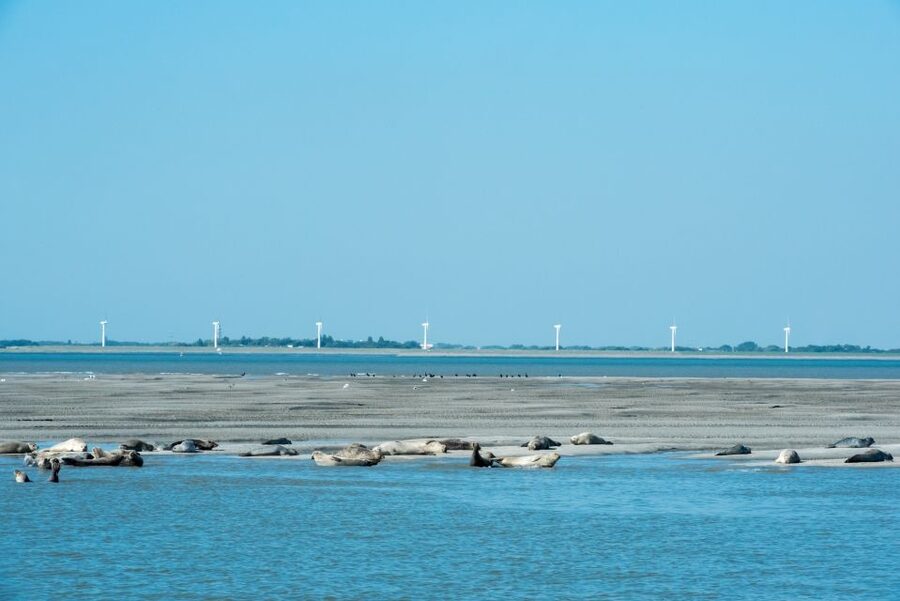 Cadzand: Seal Discovery Boat Tour with Glass of Champagne - Who Will Enjoy This Cadzand Boat Trip?