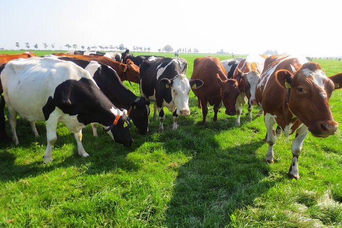 Countryside of Amsterdam Private tour - Why this private day trip works