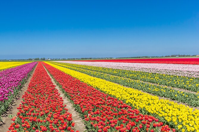 Day Trip to Famous Tulip Route in Noordoostpolder From Amsterdam - Following the 100-kilometer tulip route
