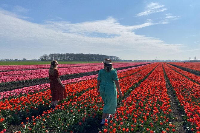 Discover Holland’s Beautiful Tulip Fields with an Expert Guide - How the transport and meeting point work