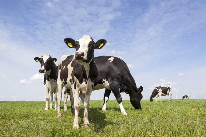 Drive it yourself electric Dutch Countryside GPS audio tour - Who will enjoy this most