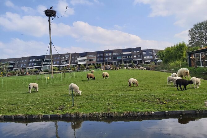 Dutch Windmills & Polder Walking Tour - What the private format adds