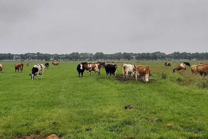 Dutch Windmills & Polder Walking Tour - Walking through Merenwijk and toward the River Zijl