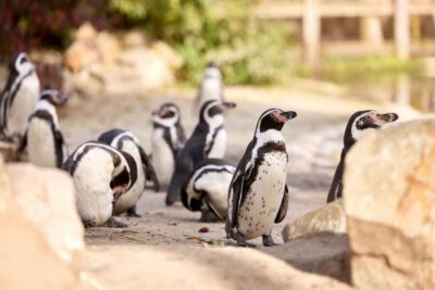 Eindhoven Zoo Entry Ticket