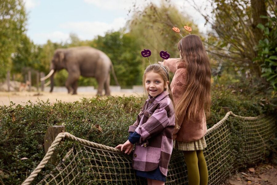 Eindhoven Zoo Entry Ticket - Playgrounds make the ticket more useful for families