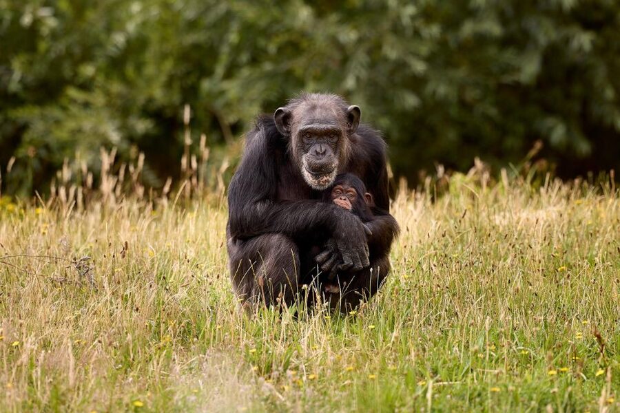 Eindhoven Zoo Entry Ticket - Access, languages, and practical comfort