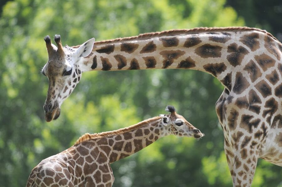 Emmen: Wildlands Adventure Zoo and Rimbula River Boat Ride - What the $32 ticket is worth