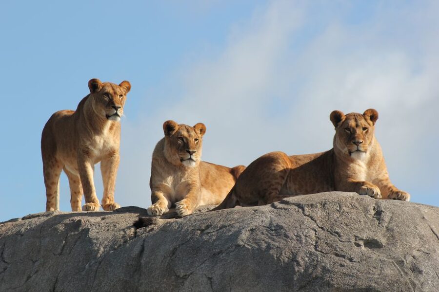 Emmen: Wildlands Adventure Zoo and Rimbula River Boat Ride - Practical planning for your visit
