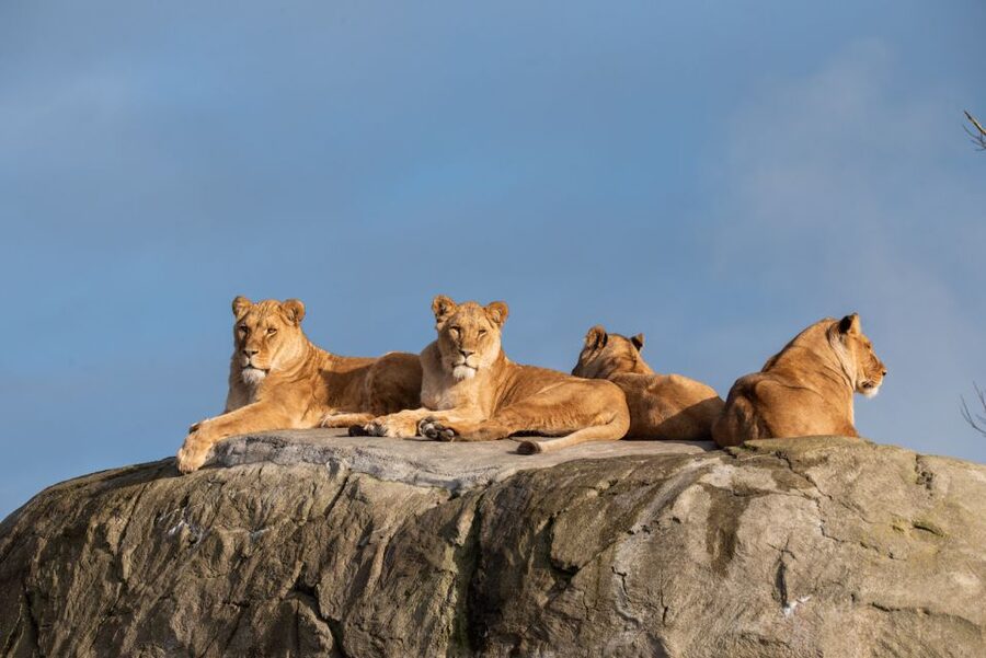 Emmen: Wildlands Adventure Zoo and Rimbula River Boat Ride - The Jungle Trail for climbing and scrambling