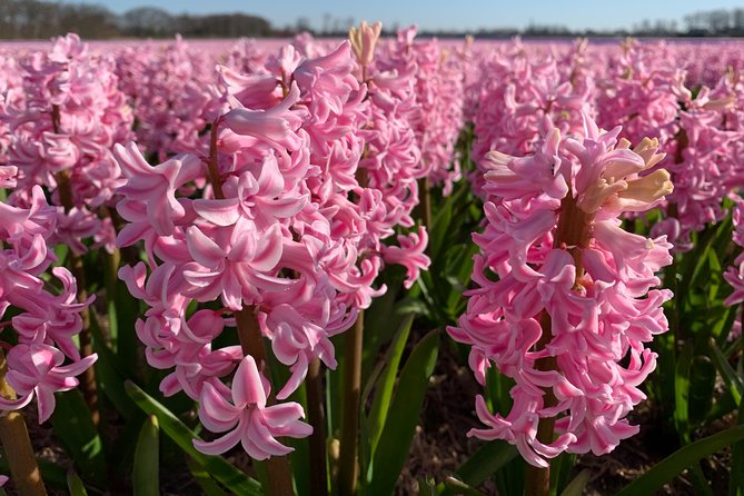 Enjoy the tulip fields by bicycle with a local guide! Tulip bike tour! - De Tulperij gives the ride a warm indoor break