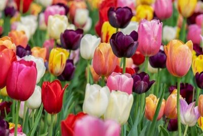 Enjoy the tulip fields by bicycle with a local guide! Tulip bike tour!