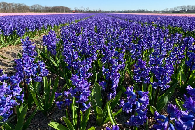 Enjoy the tulip fields by bicycle with a local guide! Tulip bike tour! - The main event: Lisse’s tulip fields