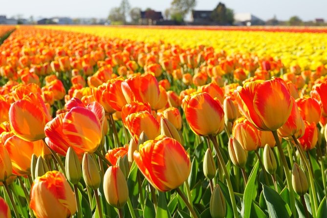 Enjoy the tulip fields by bicycle with a local guide! Tulip bike tour! - How the ride compares with a Keukenhof visit