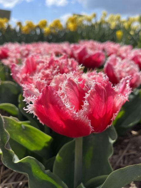 Enjoy the tulip fields in a Landrover with a local guide! - Why a Land Rover is a smart way to see the bulb fields