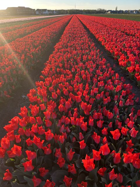 Enjoy the tulip fields in a Landrover with a local guide! - A 20-minute break at the tulip farm