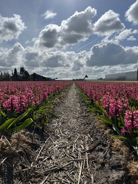 Enjoy the tulip fields in a Landrover with a local guide! - How much value do you get for $100?