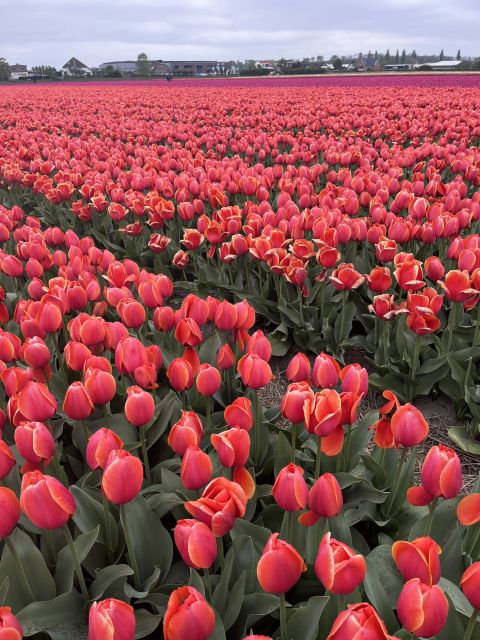 Enjoy the tulip fields in a Landrover with a local guide! - The first 70 minutes: Lisse, church stories, and flower country