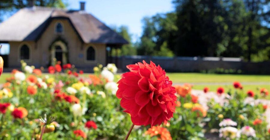 From Amsterdam: Holland Flower and Windmill Tour - summer ed - Key points to know before you book