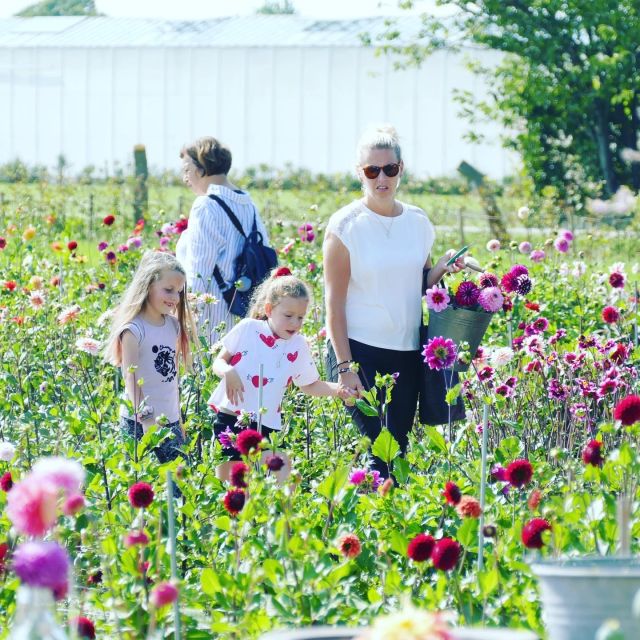 From Amsterdam: Holland Flower and Windmill Tour - summer ed - De Tulperij and the summer dahlia fields