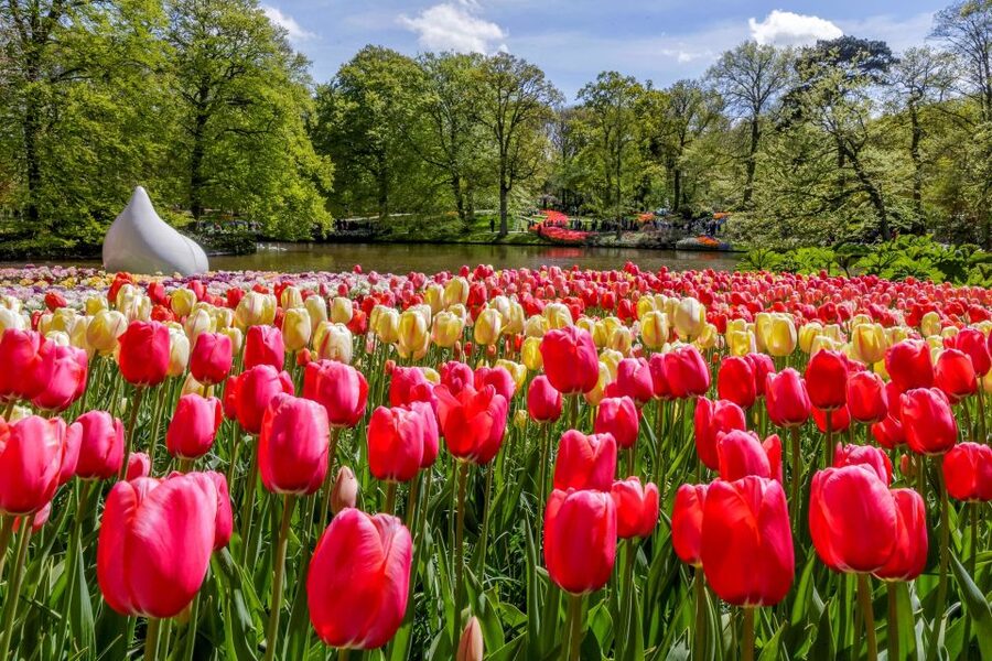 From Amsterdam: Keukenhof and Dutch Countryside Tour - Keukenhof: three and a half hours among the bulbs