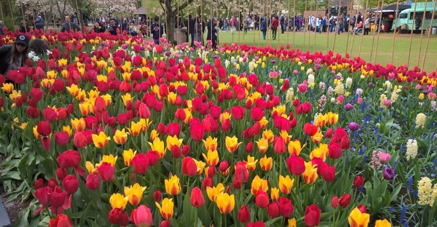 From Amsterdam: Keukenhof and Zaanse Schans Small Group Tour - Why this tour works for a first taste of Dutch icons