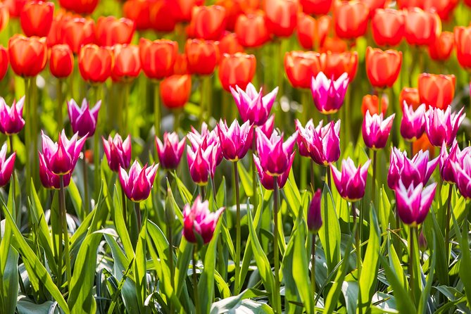 From Amsterdam: Keukenhof Gardens Ticket and Transfer - Three hours among tulips, hyacinths, and daffodils