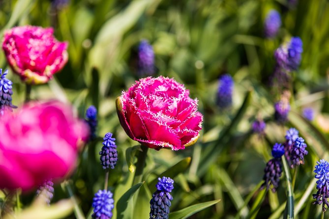 From Amsterdam: Keukenhof Gardens Ticket and Transfer - Picking the right season and departure